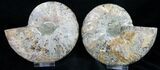 Beautiful Agatized Ammonite Pair #11013-3